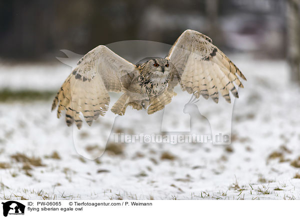 flying siberian egale owl / PW-06065