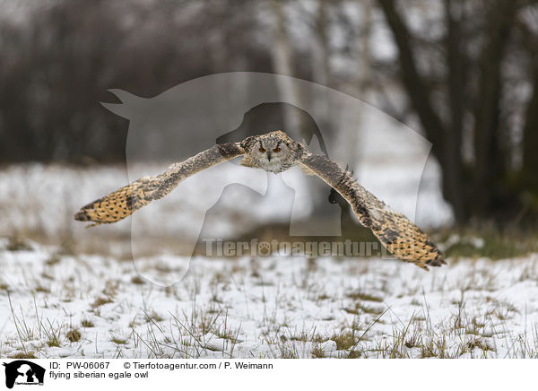 flying siberian egale owl / PW-06067