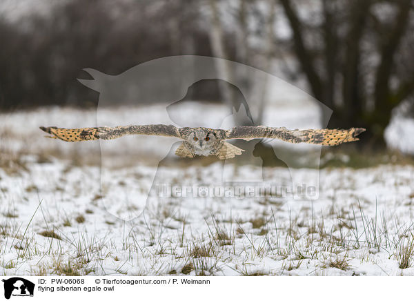 flying siberian egale owl / PW-06068