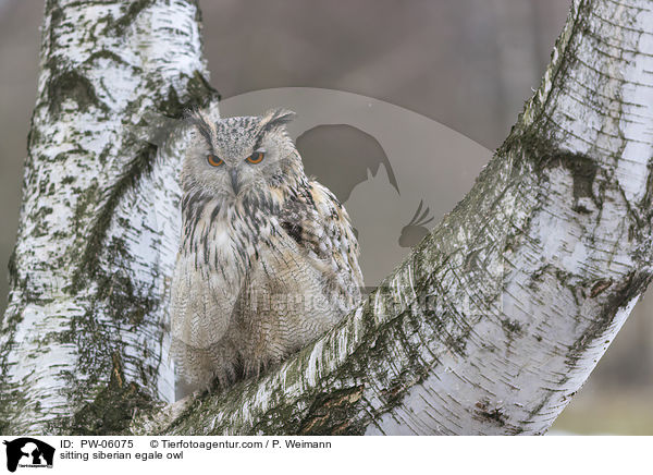 sitting siberian egale owl / PW-06075