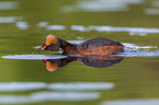 horned grebe