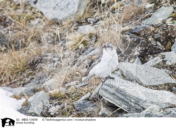 snow bunting / MBS-13656