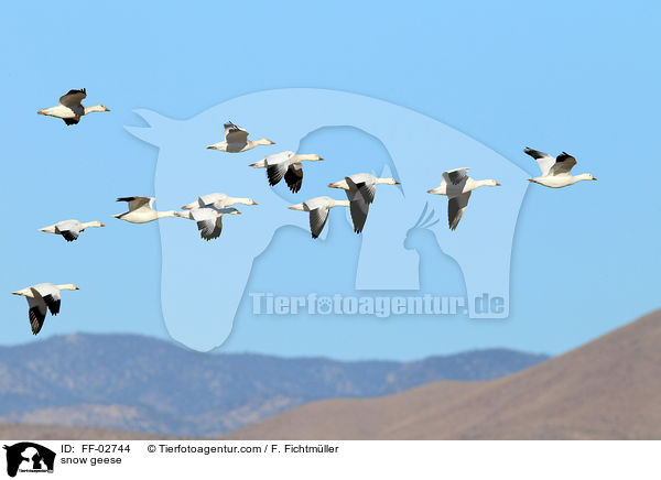 snow geese / FF-02744