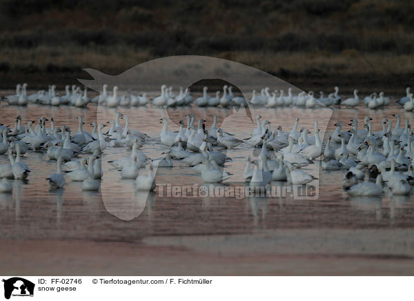 snow geese / FF-02746