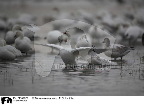 Snow Geese / FF-09557