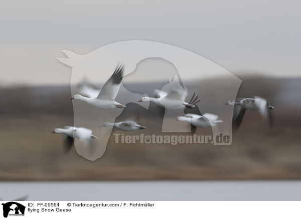 flying Snow Geese / FF-09564