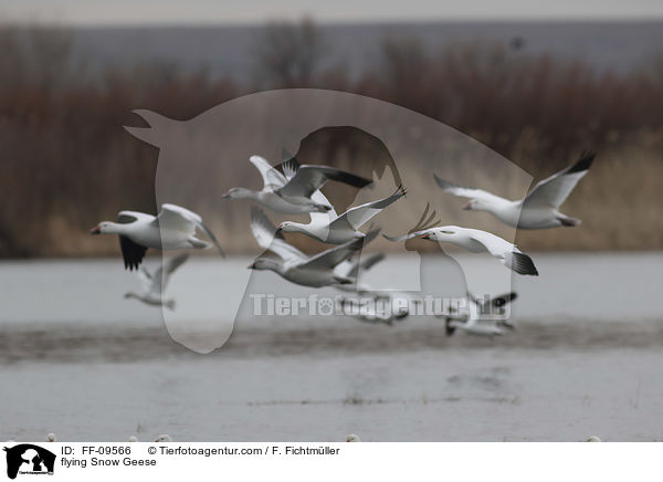 flying Snow Geese / FF-09566