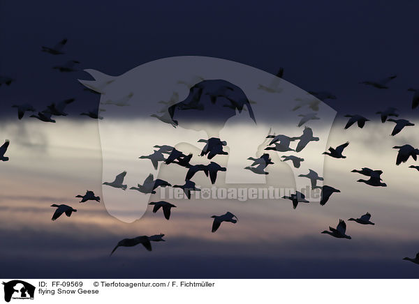 flying Snow Geese / FF-09569