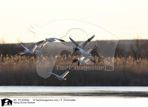 flying Snow Geese / FF-09582