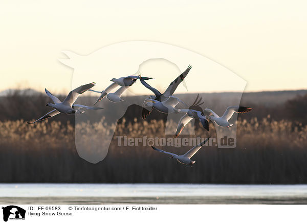 flying Snow Geese / FF-09583
