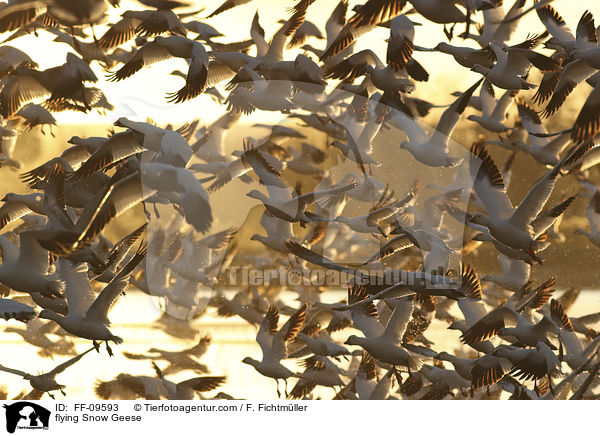 flying Snow Geese / FF-09593