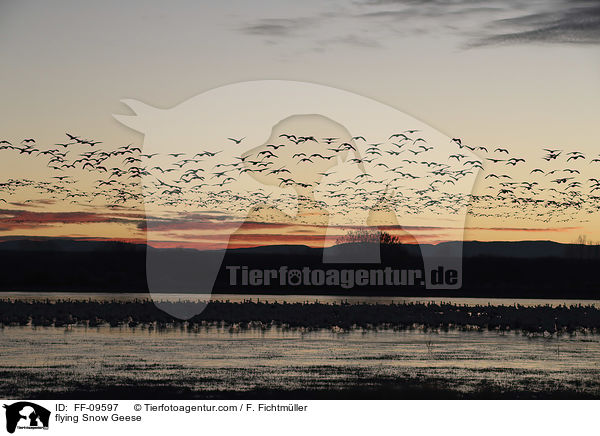 flying Snow Geese / FF-09597
