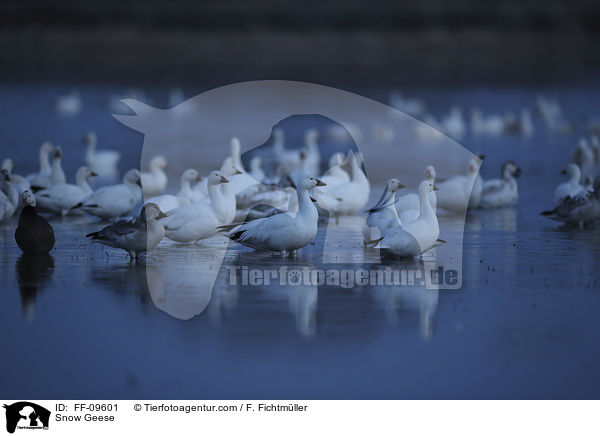 Snow Geese / FF-09601