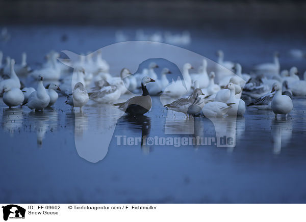 Snow Geese / FF-09602