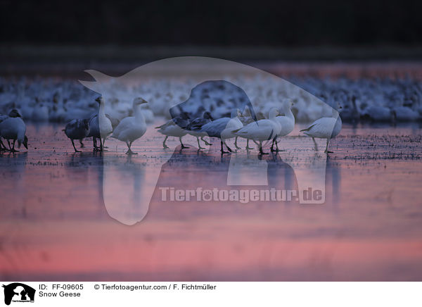 Snow Geese / FF-09605