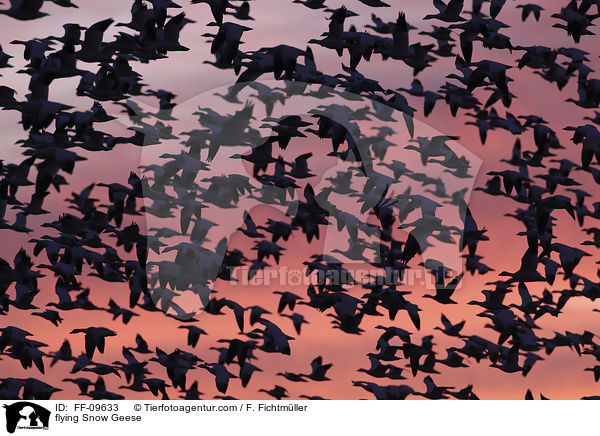flying Snow Geese / FF-09633