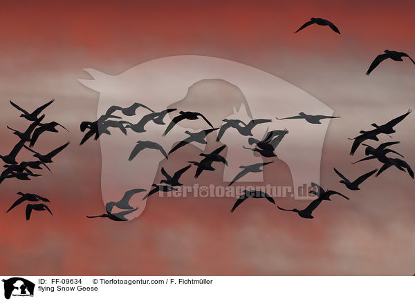 flying Snow Geese / FF-09634