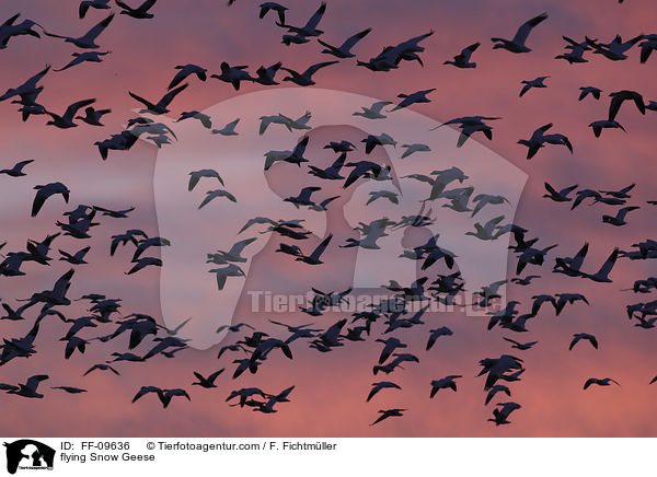 flying Snow Geese / FF-09636