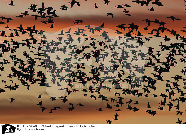 flying Snow Geese / FF-09640