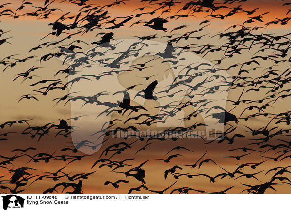 flying Snow Geese / FF-09648