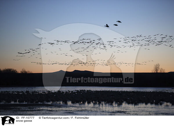 snow geese / FF-10777