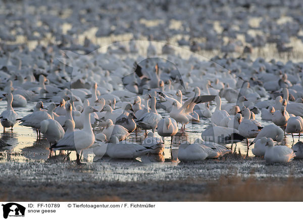 snow geese / FF-10789