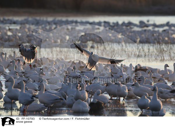 snow geese / FF-10793