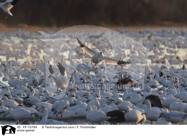 snow geese / FF-10794