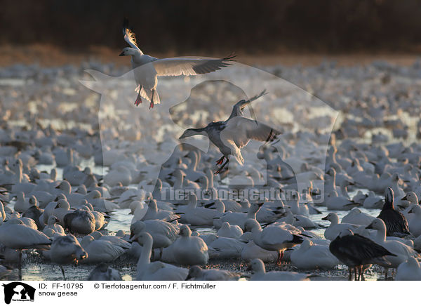 snow geese / FF-10795
