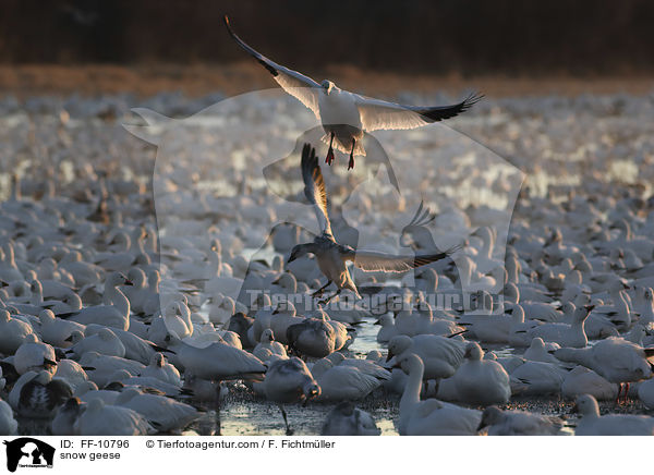 snow geese / FF-10796