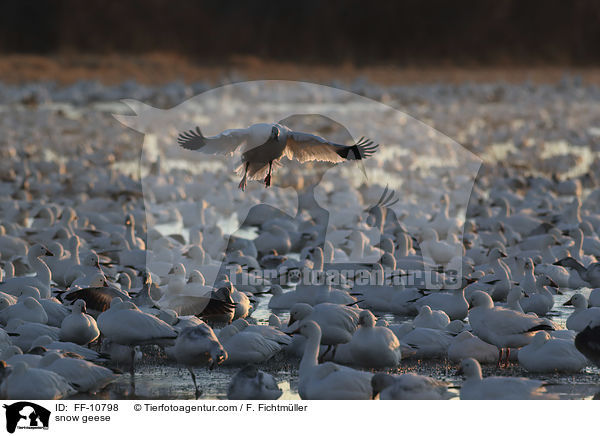 snow geese / FF-10798