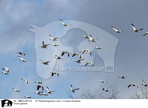 snow geese / MBS-26419
