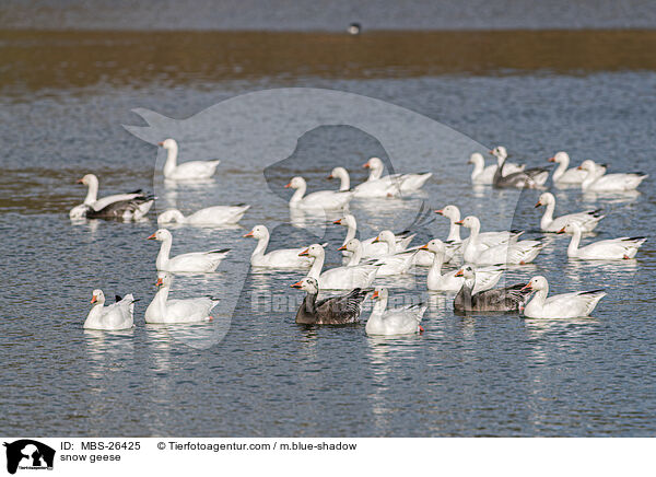 snow geese / MBS-26425