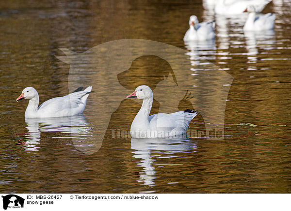snow geese / MBS-26427
