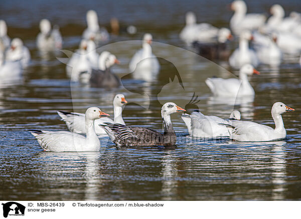 snow geese / MBS-26439