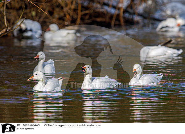 snow geese / MBS-26443