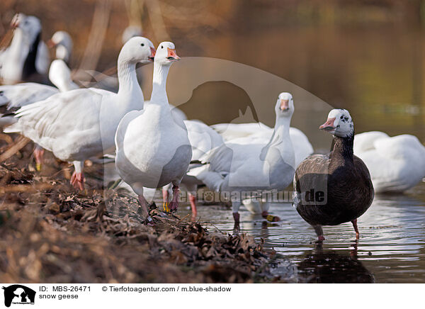 snow geese / MBS-26471