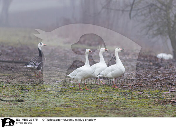 snow geese / MBS-26475