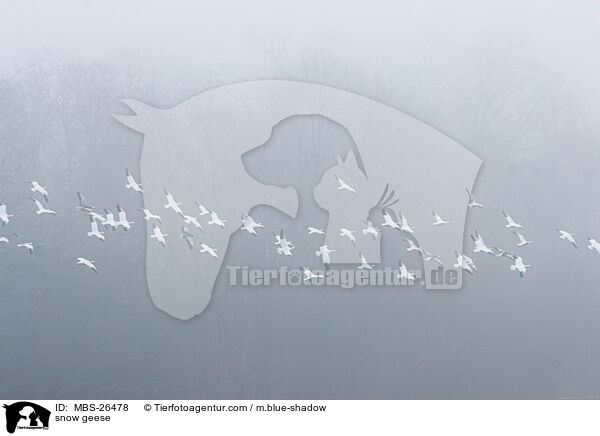 snow geese / MBS-26478