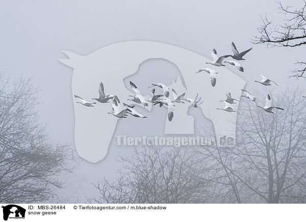 snow geese / MBS-26484