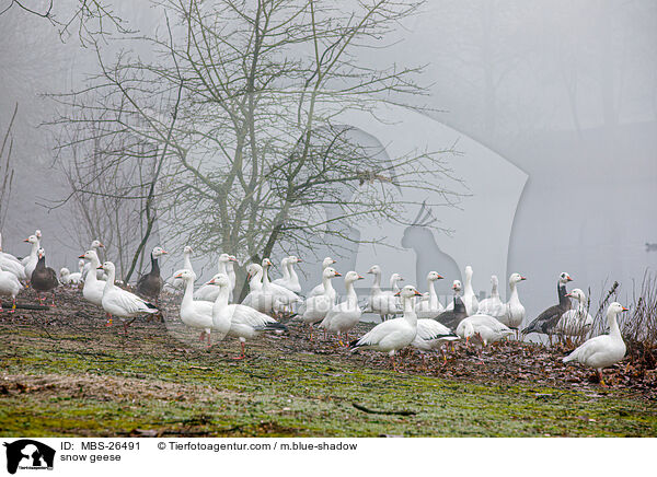 snow geese / MBS-26491