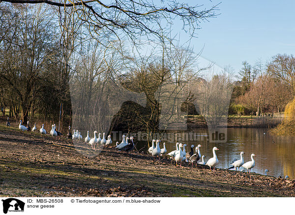 snow geese / MBS-26508