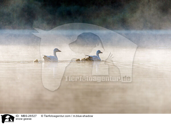 snow geese / MBS-26527