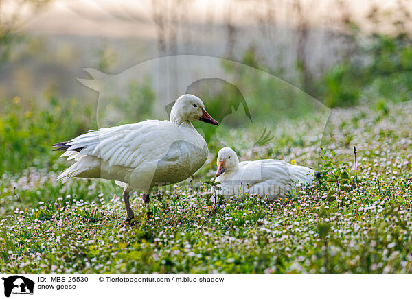 snow geese / MBS-26530