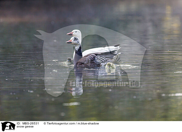 snow geese / MBS-26531