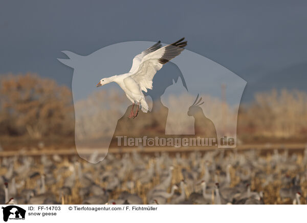 Schneegnse / snow geese / FF-14703