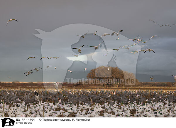 Schneegnse / snow geese / FF-14704