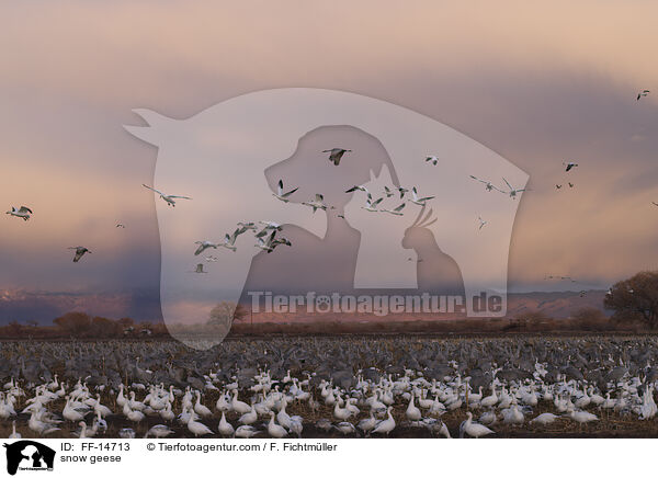 Schneegnse / snow geese / FF-14713