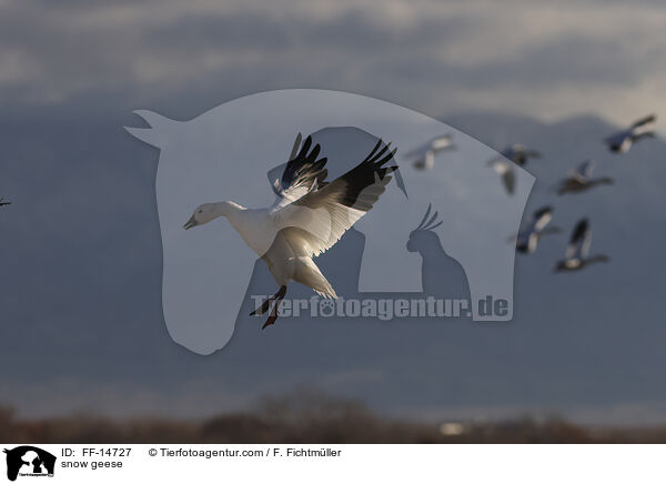 Schneegnse / snow geese / FF-14727