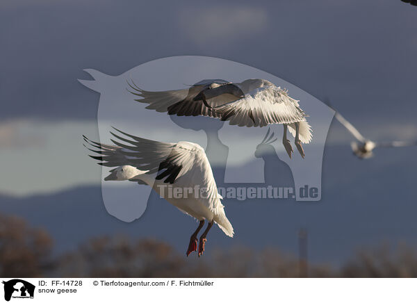 Schneegnse / snow geese / FF-14728